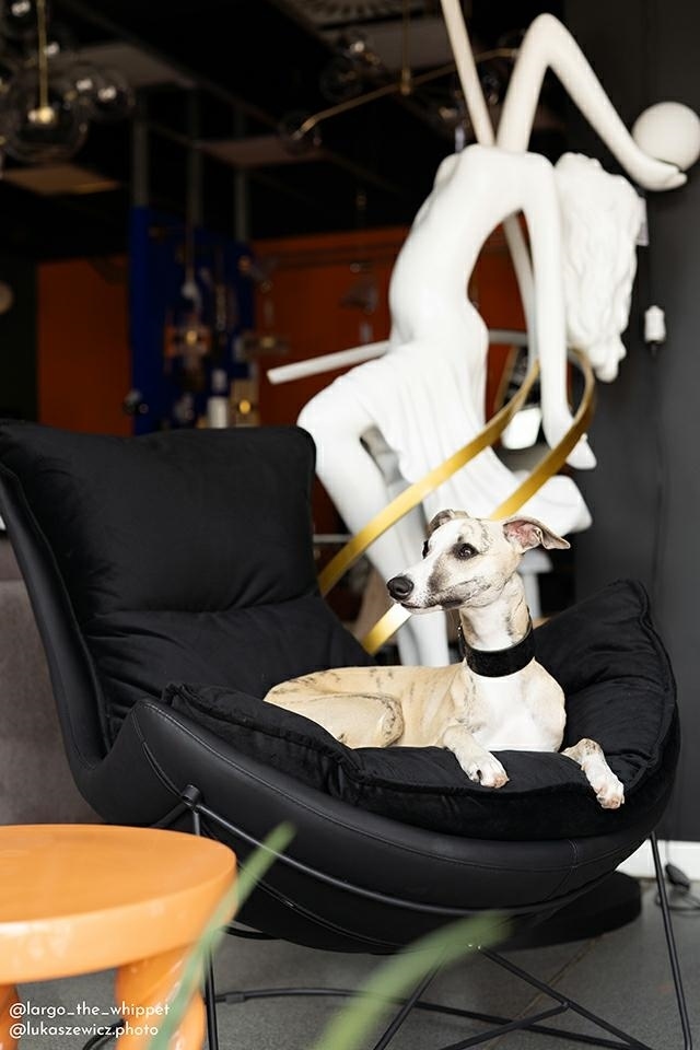 Fotel OTILIA STAND VELVET czarny - obrazek 12