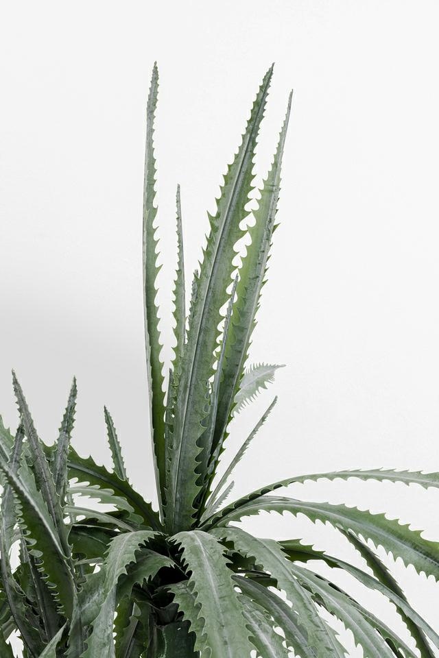 KARE roślina dekoracyjna DRAGON TREE 155 cm - obrazek 3